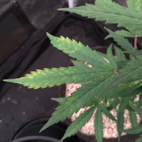 LondonCheese#1 growlog timeline photo