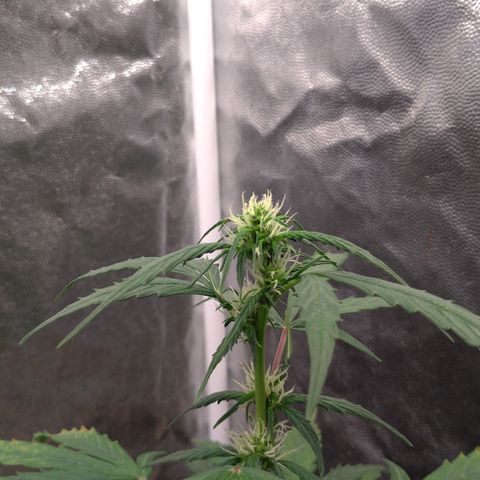 LondonCheese#1 growlog timeline photo