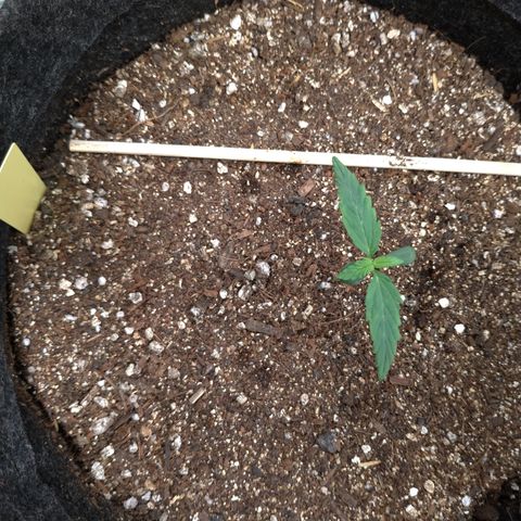 LemonHaze#2 growlog timeline photo