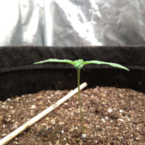 LemonHaze#2 growlog timeline photo
