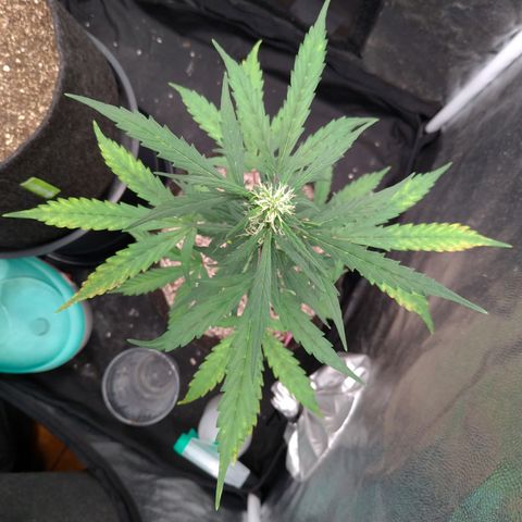 LondonCheese#1 growlog timeline photo