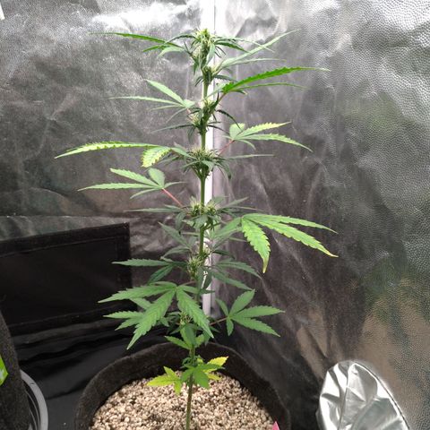 LondonCheese#1 growlog timeline photo