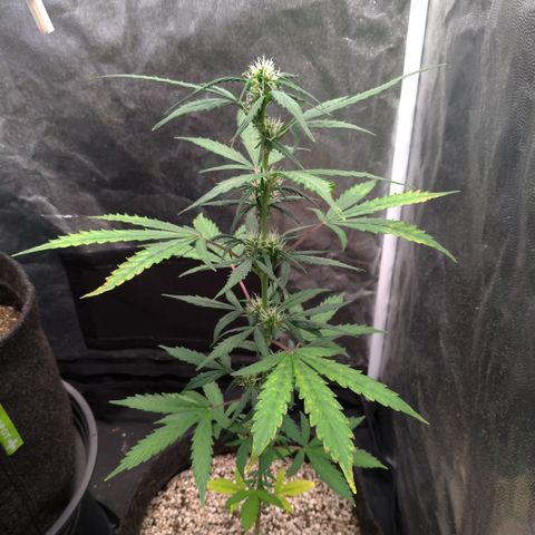 LondonCheese#1 growlog timeline photo