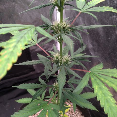 LondonCheese#1 growlog timeline photo