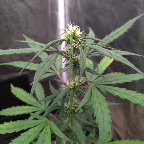 LondonCheese#1 growlog timeline photo