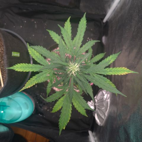 LondonCheese#1 growlog timeline photo