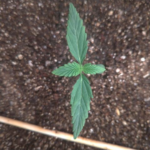 LemonHaze#2 growlog timeline photo