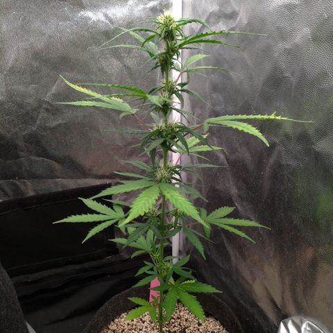 LondonCheese#1 growlog timeline photo