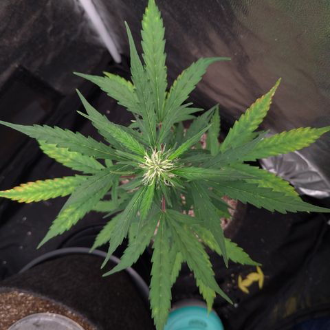 LondonCheese#1 growlog timeline photo