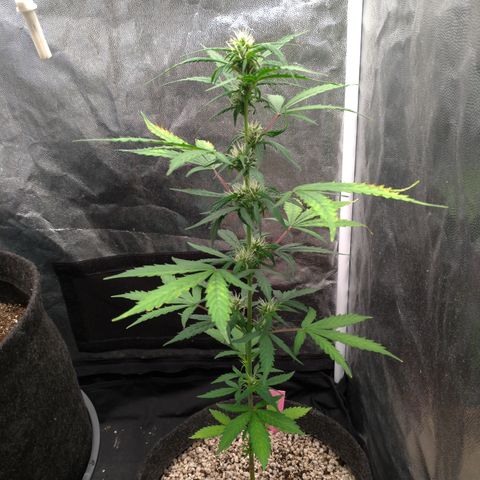 LondonCheese#1 growlog timeline photo