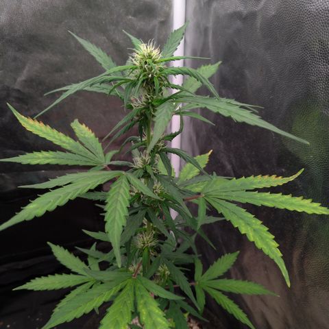 LondonCheese#1 growlog timeline photo