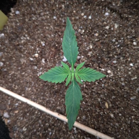 LemonHaze#2 growlog timeline photo