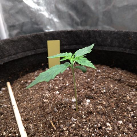 LemonHaze#2 growlog timeline photo