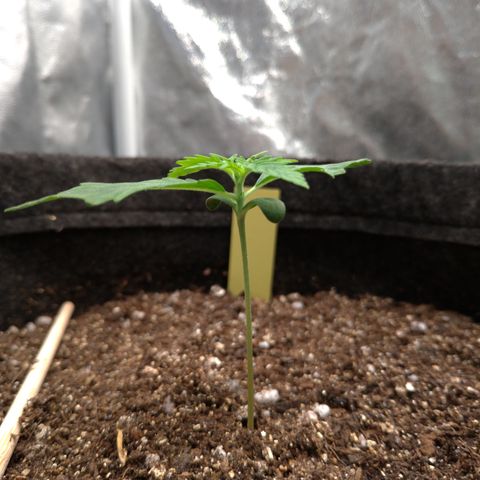 LemonHaze#2 growlog timeline photo