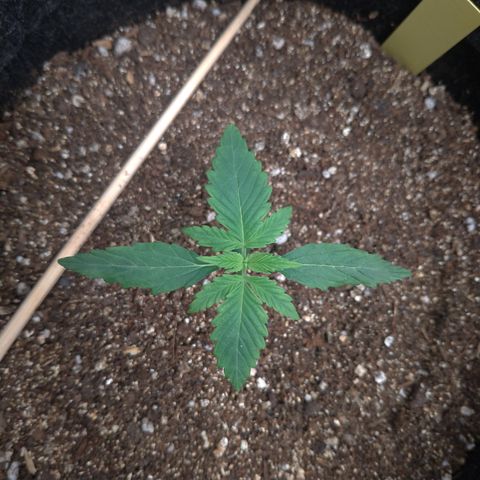 LemonHaze#2 growlog timeline photo