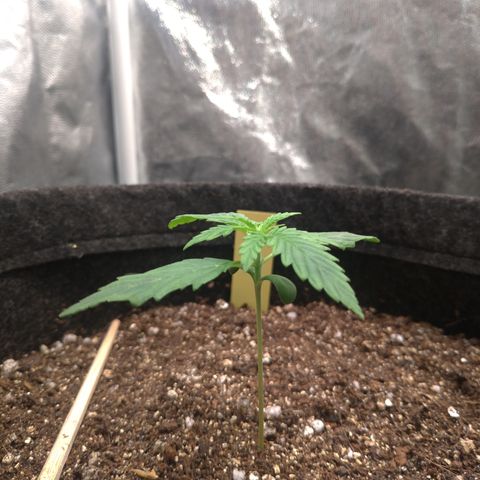 LemonHaze#2 growlog timeline photo