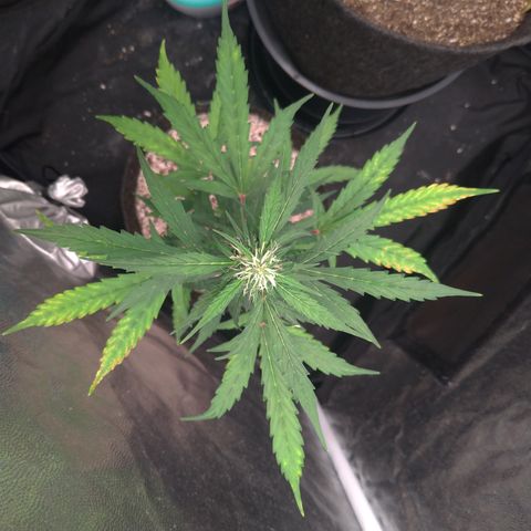 LondonCheese#1 growlog timeline photo