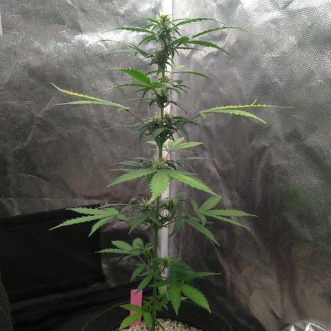 LondonCheese#1 growlog timeline photo