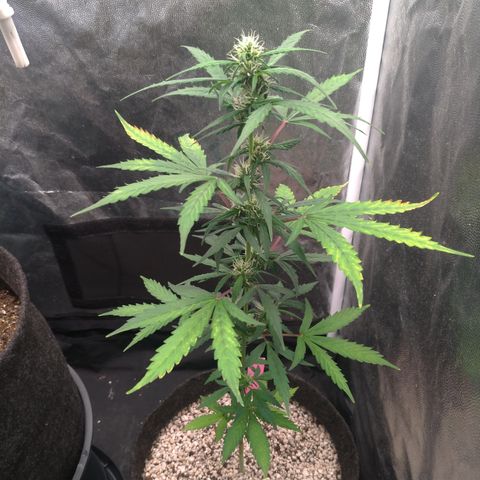 LondonCheese#1 growlog timeline photo