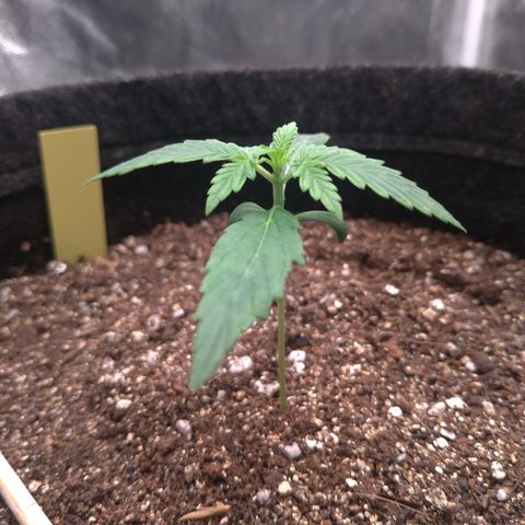 LemonHaze#2 growlog timeline photo