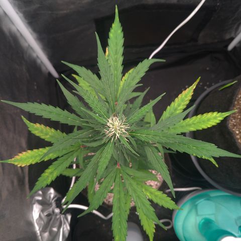 LondonCheese#1 growlog timeline photo