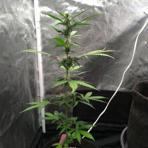 LondonCheese#1 growlog timeline photo