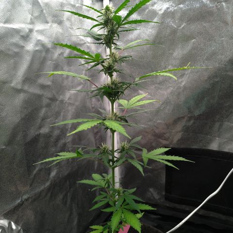 LondonCheese#1 growlog timeline photo