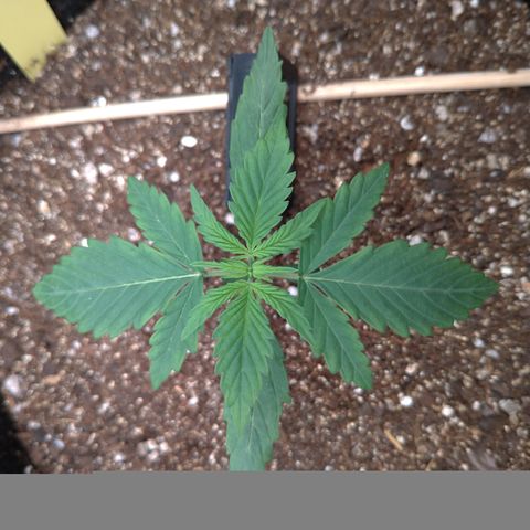 LemonHaze#2 growlog timeline photo
