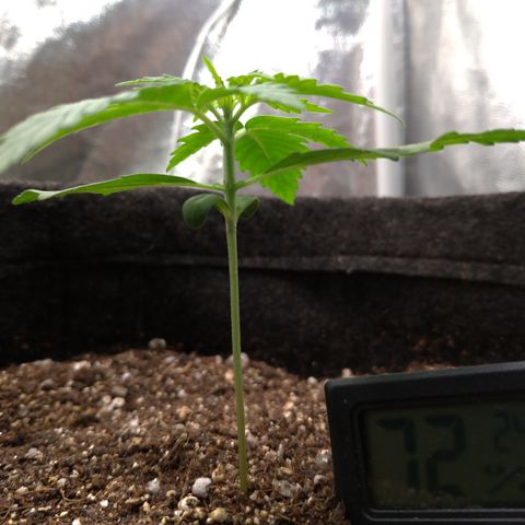 LemonHaze#2 growlog timeline photo