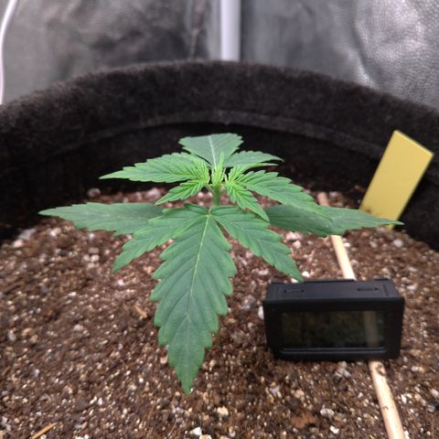 LemonHaze#2 growlog timeline photo