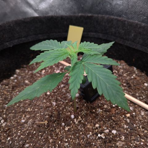 LemonHaze#2 growlog timeline photo