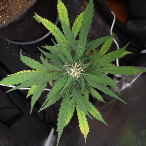 LondonCheese#1 growlog timeline photo