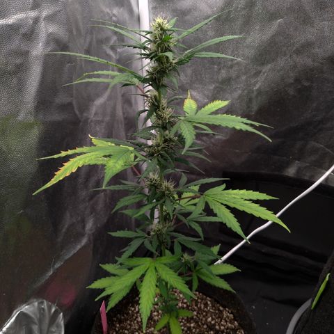 LondonCheese#1 growlog timeline photo