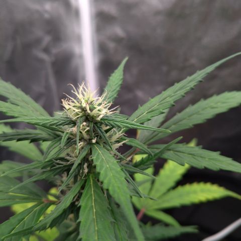 LondonCheese#1 growlog timeline photo