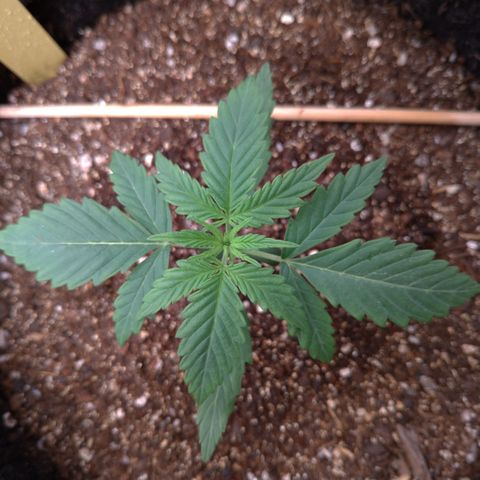 LemonHaze#2 growlog timeline photo