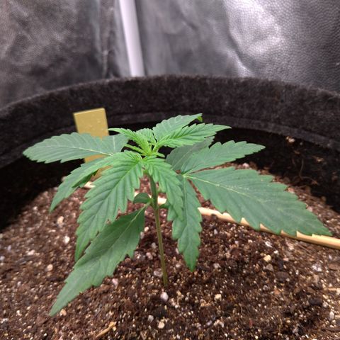 LemonHaze#2 growlog timeline photo