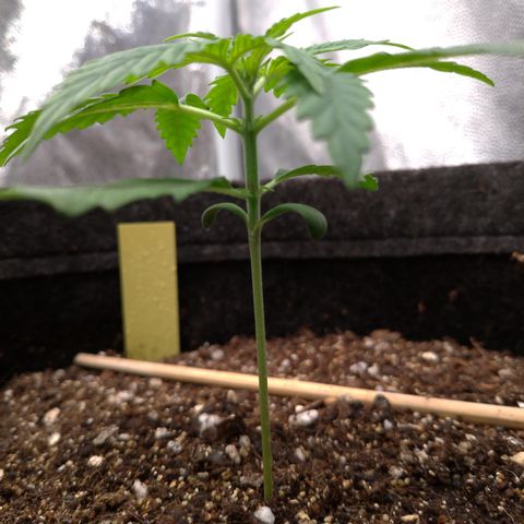 LemonHaze#2 growlog timeline photo