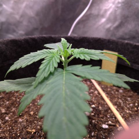LemonHaze#2 growlog timeline photo