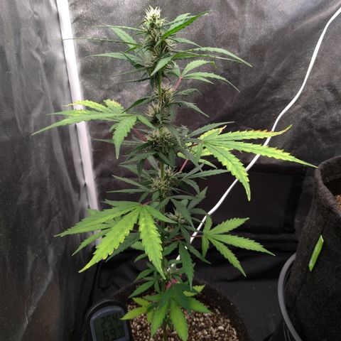 LondonCheese#1 growlog timeline photo
