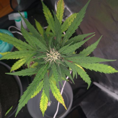 LondonCheese#1 growlog timeline photo