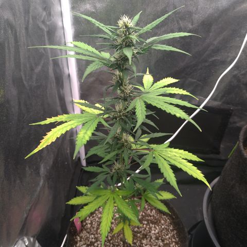 LondonCheese#1 growlog timeline photo