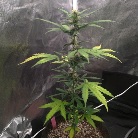 LondonCheese#1 growlog timeline photo