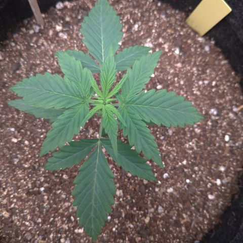 LemonHaze#2 growlog timeline photo
