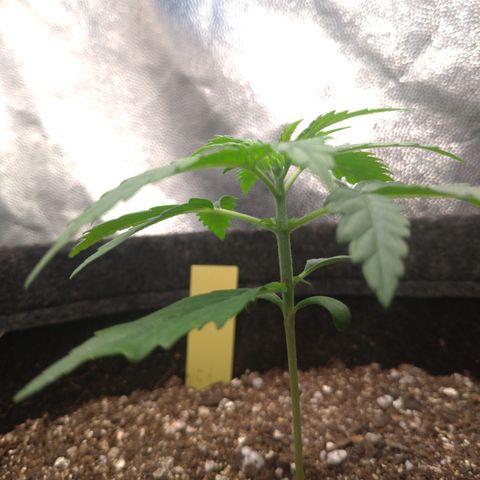 LemonHaze#2 growlog timeline photo