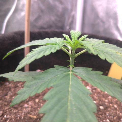 LemonHaze#2 growlog timeline photo
