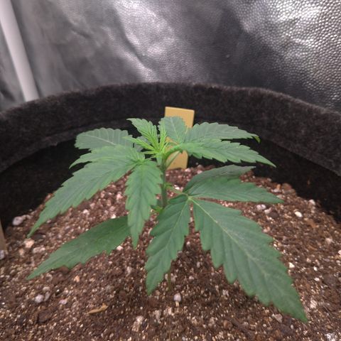 LemonHaze#2 growlog timeline photo