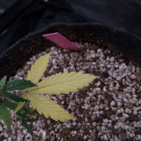 LondonCheese#1 growlog timeline photo