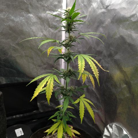 LondonCheese#1 growlog timeline photo