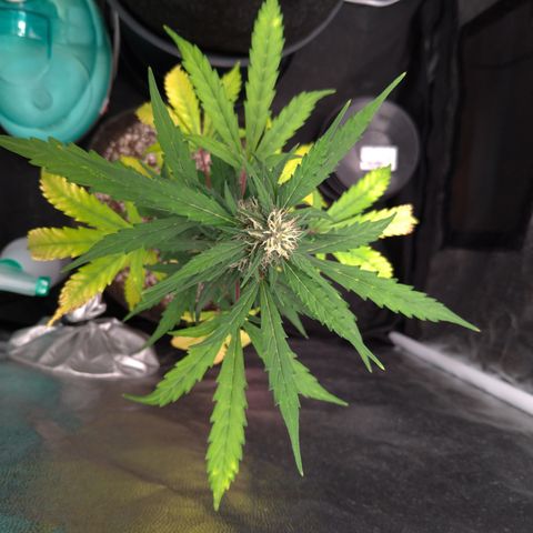 LondonCheese#1 growlog timeline photo