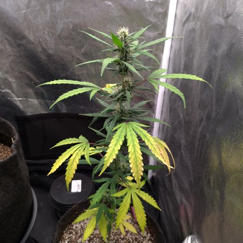 LondonCheese#1 growlog timeline photo
